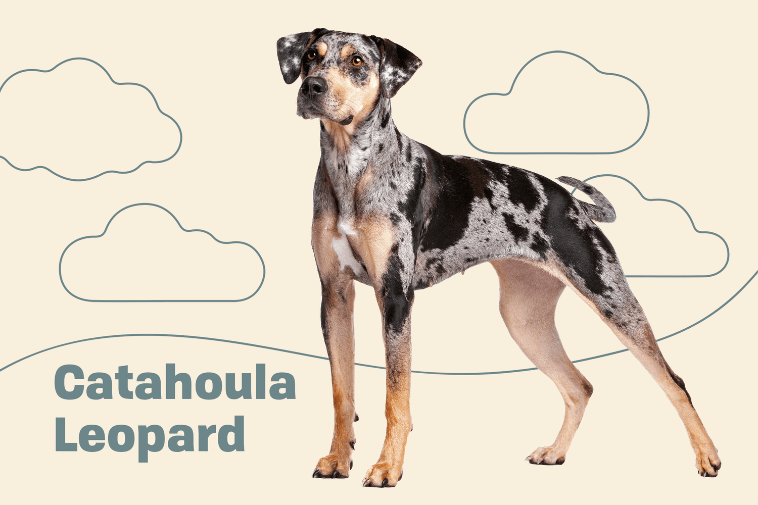 Discovering the Catahoula Dog Breed: Louisiana’s Versatile Herders
