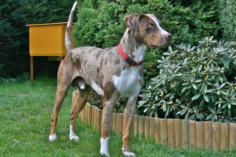 Caring for a Catahoula