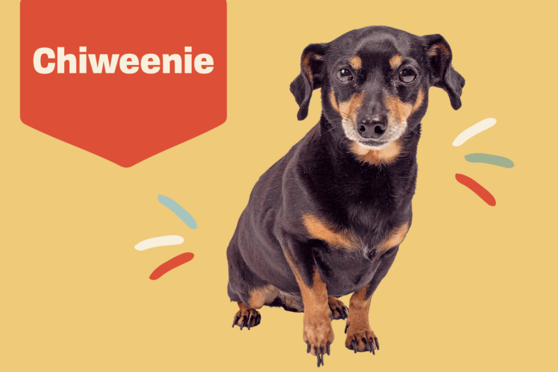 Embracing the Chiweenie: A Perfect Blend of Charm and Devotion