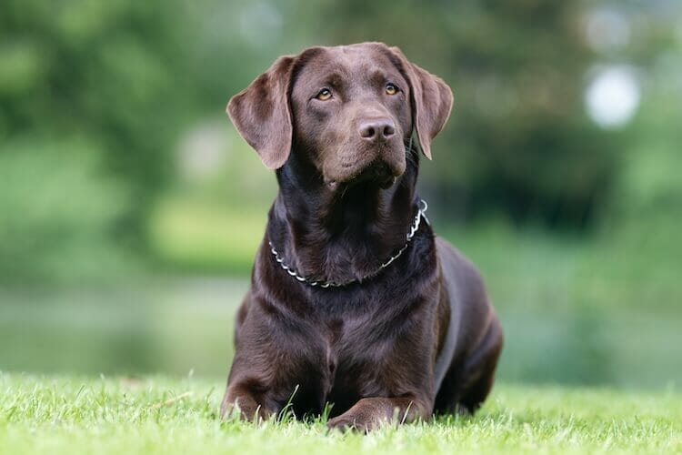 The Lovable Chocolate Labrador Retriever Dog Breed