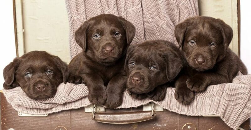Finding a Chocolate Lab