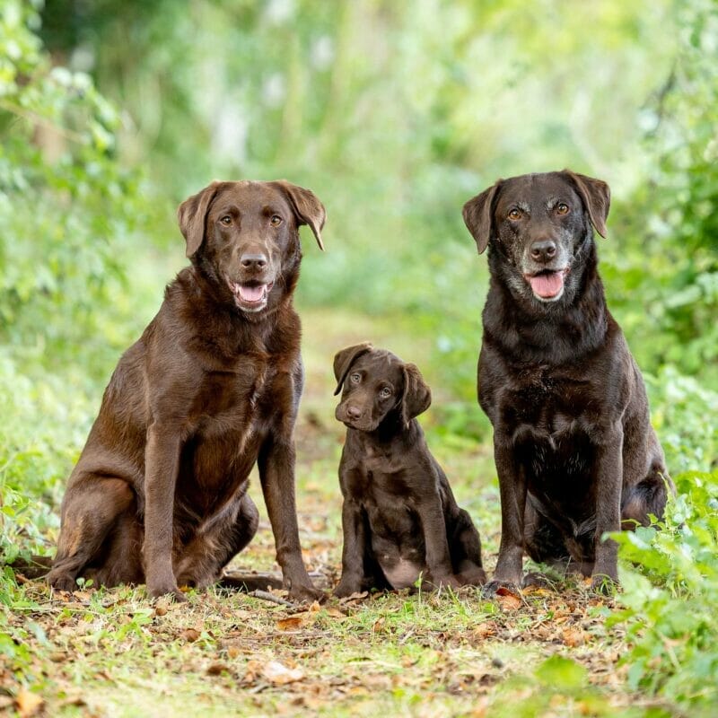 Caring for a Chocolate Lab