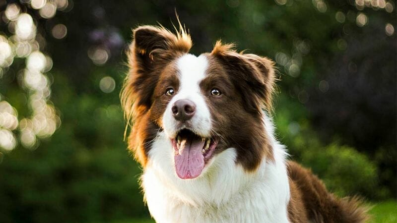 Introduction Collie Dog Breed