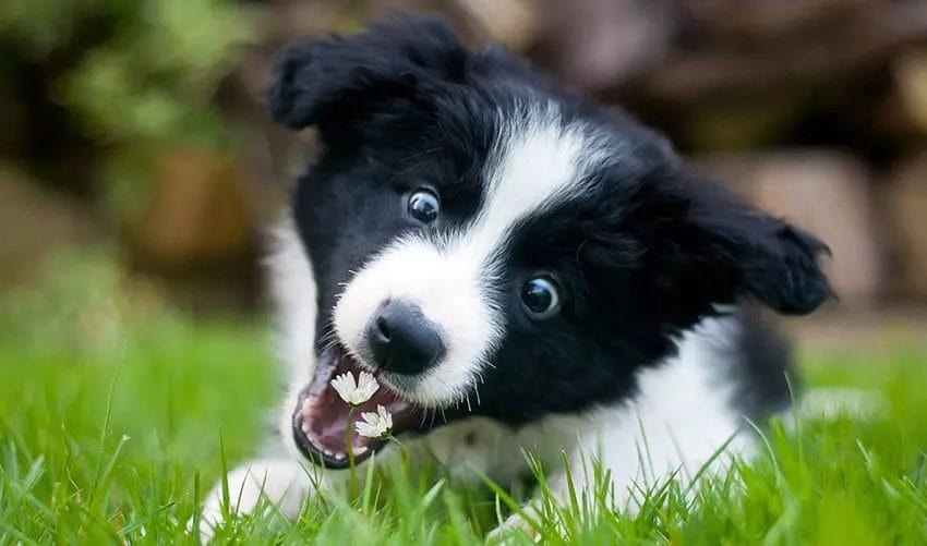 Caring for a Collie