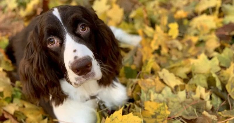 Introduction The Friendly and Fun English Springer Spaniel Dog Breed