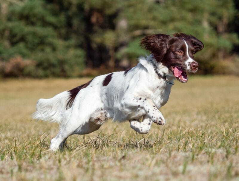 Caring for an English Springer Spaniel