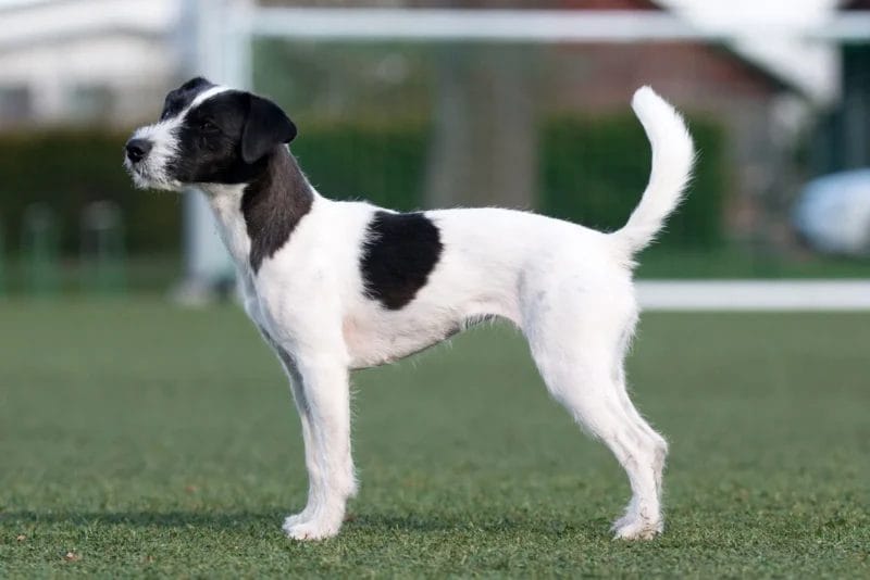 Jack Russell Terrier Dog Breed: The Clever and Energetic Hunting Terrier