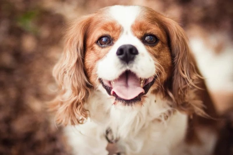 Introduction The Charming King Charles Spaniel Dog Breed