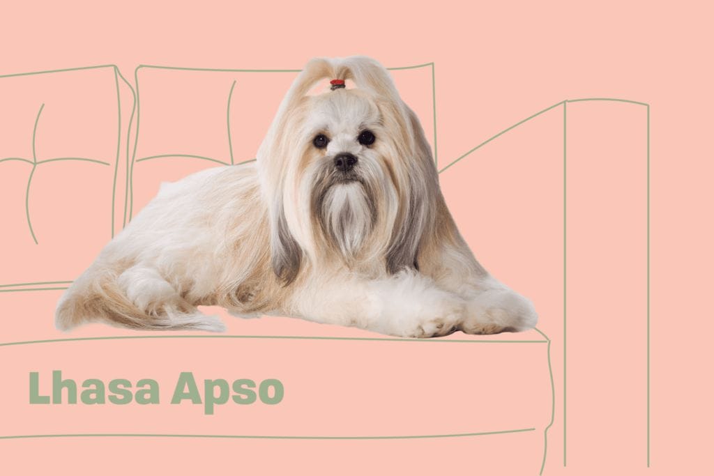Lhasa Apso Dog Breed: The Mystery About Sentinel of Tibet
