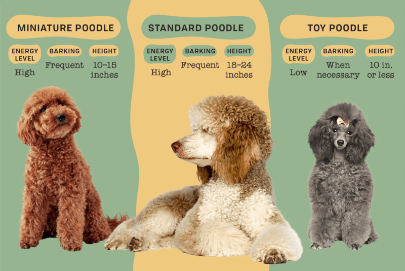 Caring for a Miniature Poodle