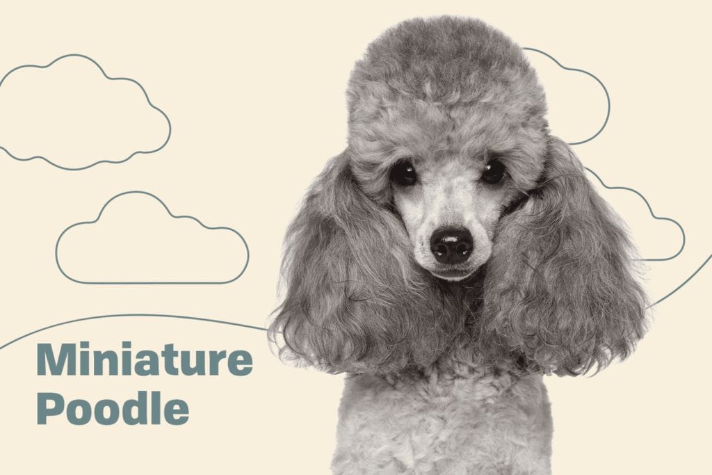 The Bright and Adaptable Miniature Poodle Dog Breed