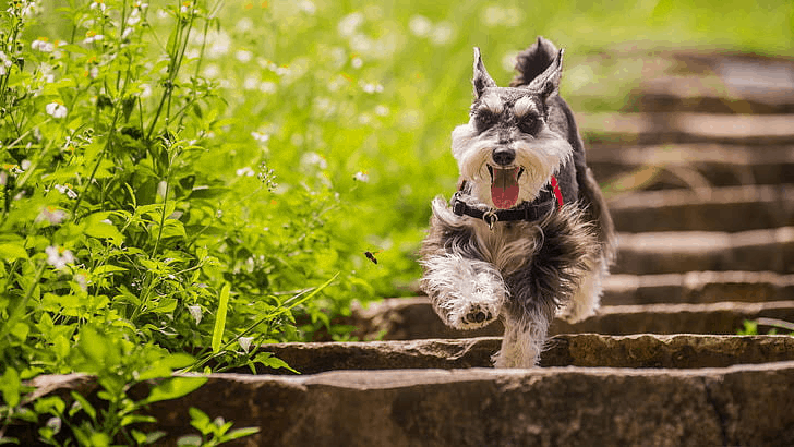 Caring for a Miniature Schnauzer