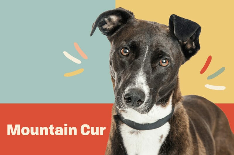 Introduction Mountain Cur Dog Breed