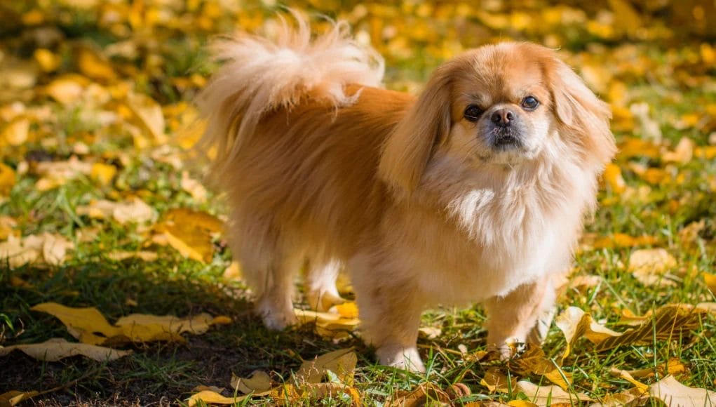Unveiling the Pekingese: An In-Depth Exploration of an Ancient Breed