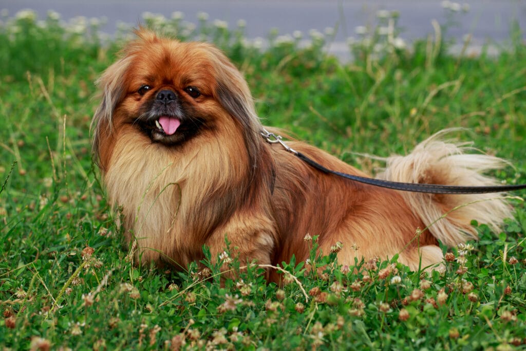 Caring for a Pekingese