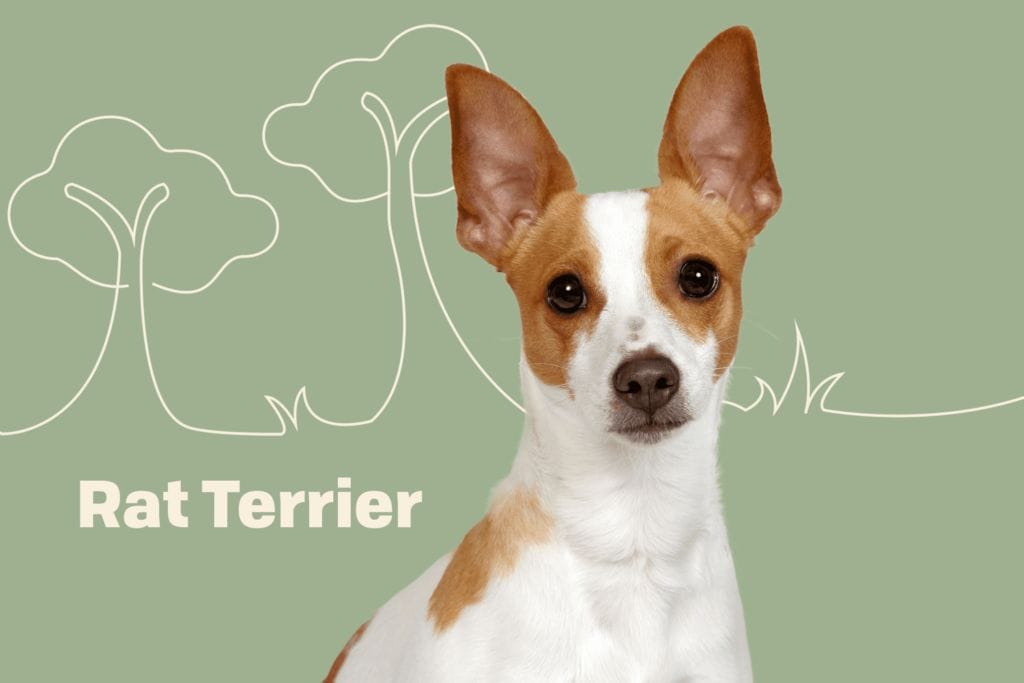 Introduction Rat Terrier Dog Breed