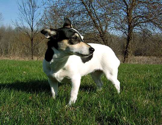 Caring for a Rat Terrier