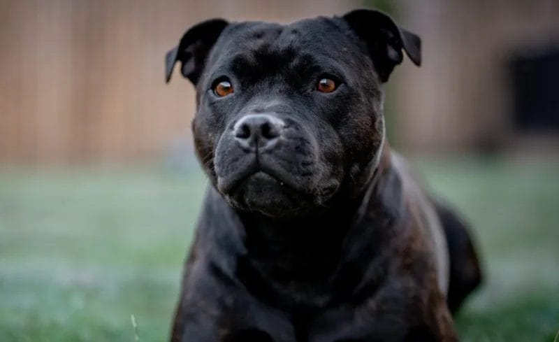 Get to Know the Courageous Staffordshire Bull Terrier Dog Breed