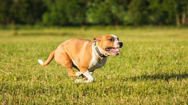 Caring for a Staffordshire Bull Terrier