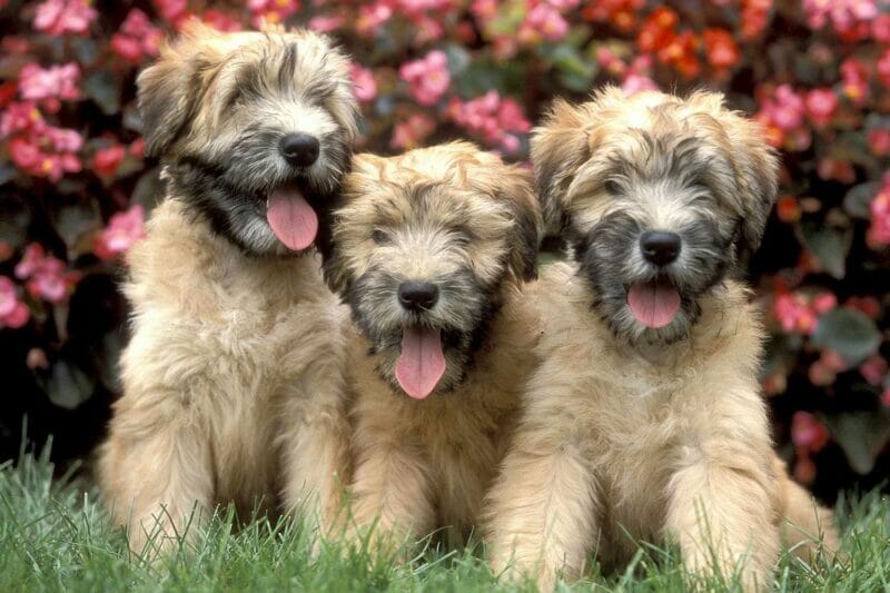 Introduction Wheaten Terrier Dog Breed