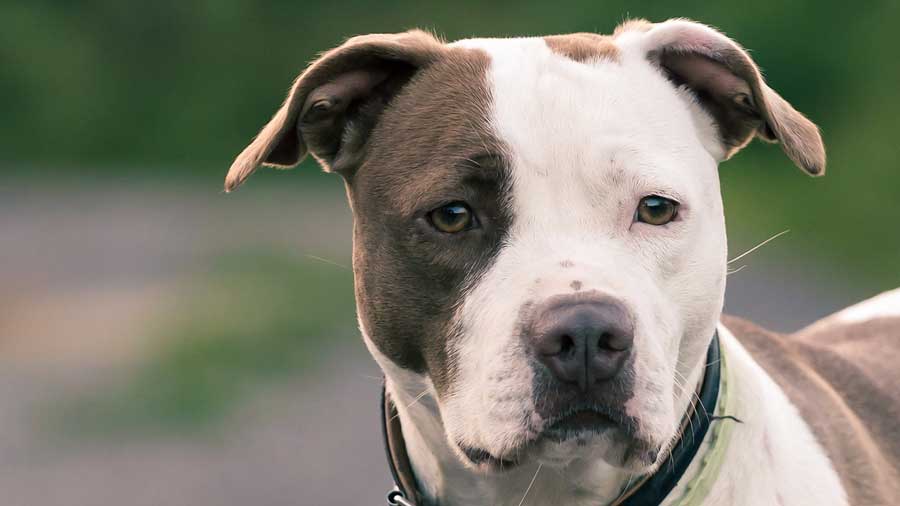 Introduction The Admirable American Pit Bull Terrier Dog Breed