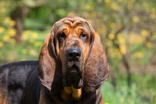 Introduction the Bloodhound Dog Breed