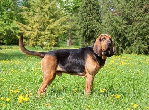 Caring for a Bloodhound