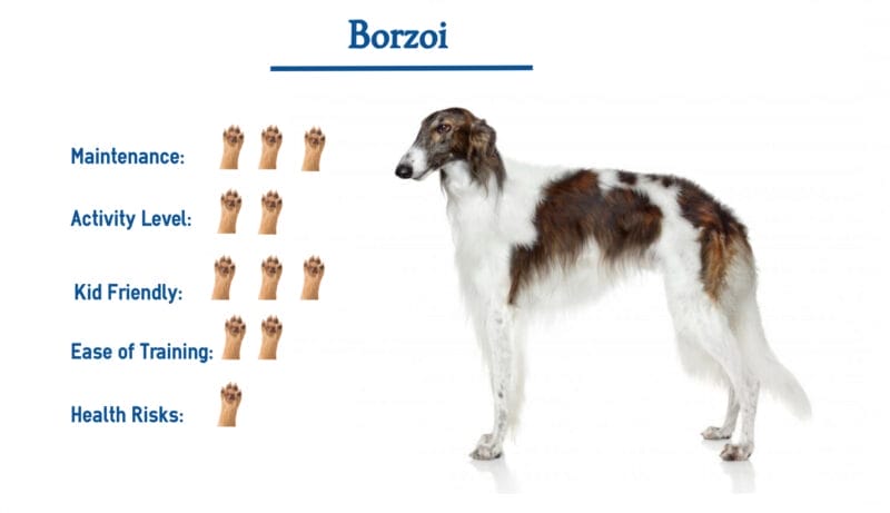 Caring for a Borzoi