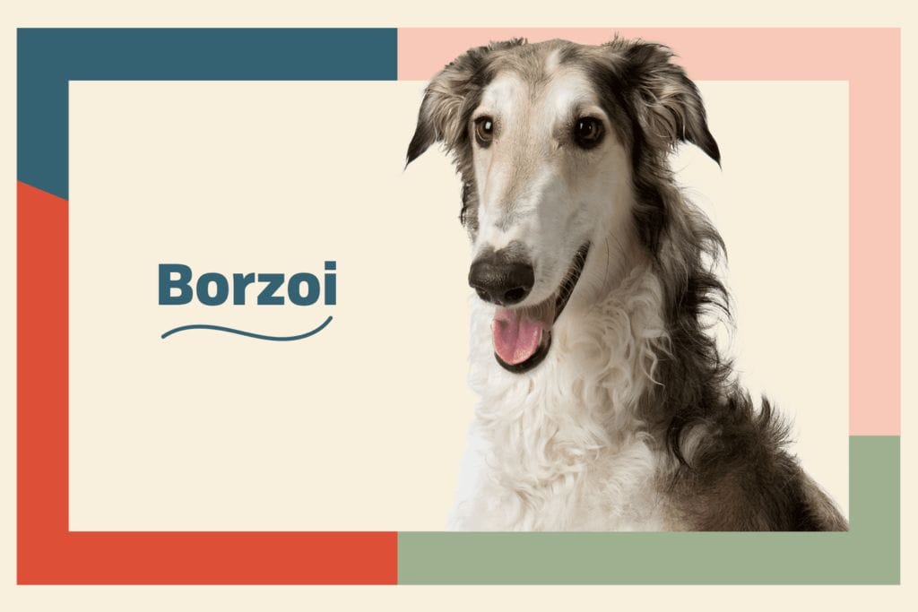Introduction Borzoi Dog Breed