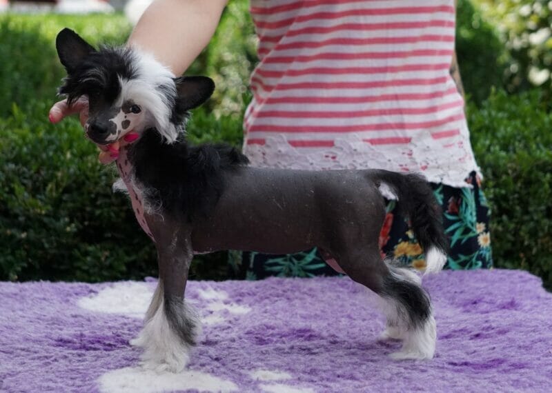 Introduction Chinese Crested Dog Breed