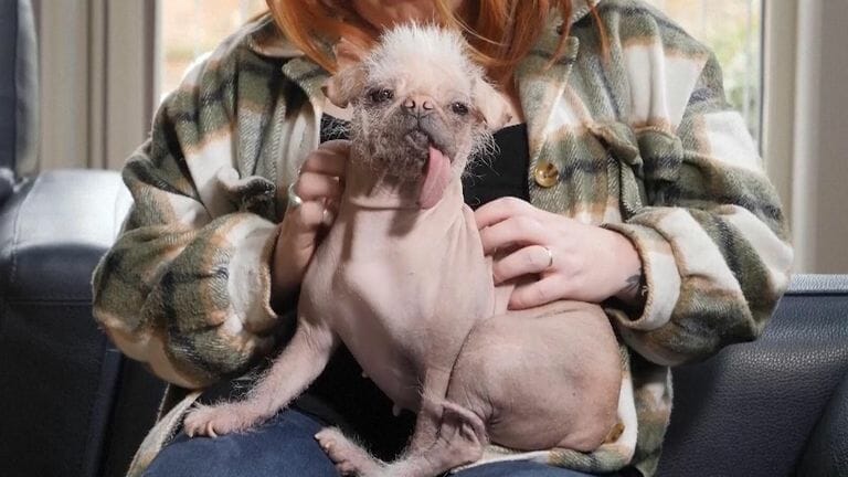 Caring for a Chinese Crested