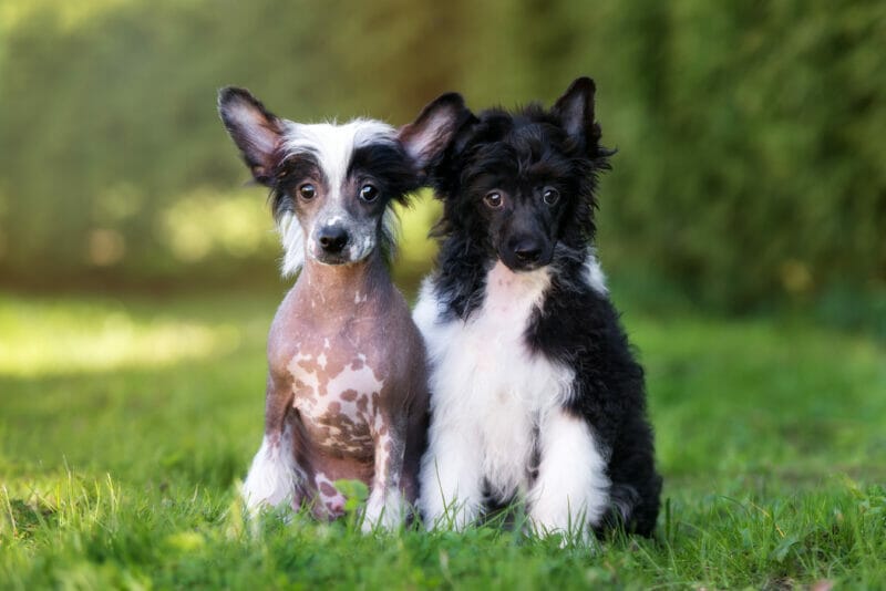 Finding a Chinese Crested