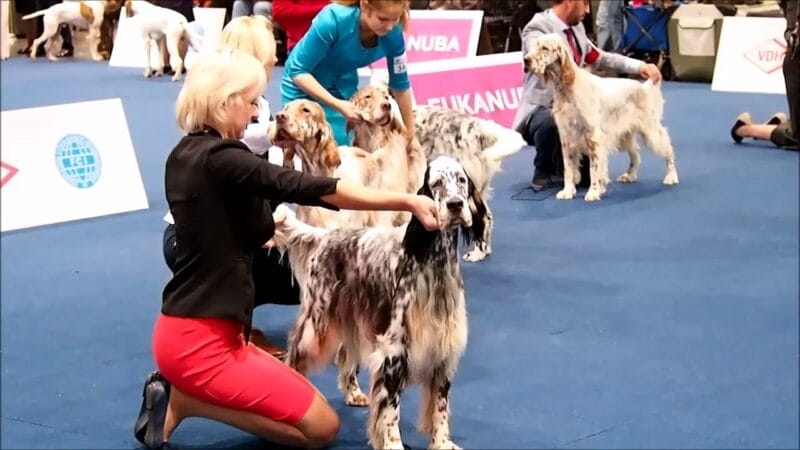 Care of the English Setter