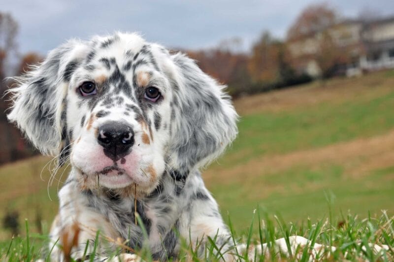 English Setter puppies require: