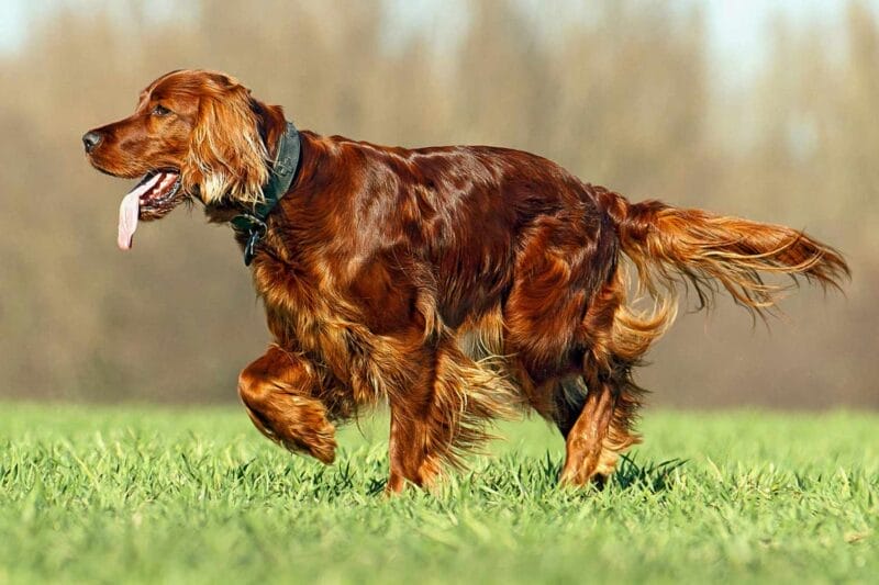 Caring for an Irish Setter
