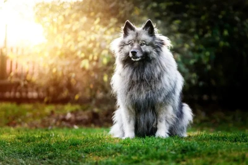 Introduction Keeshond Dog Breed