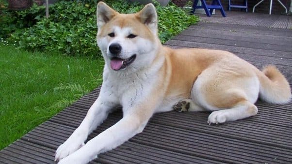 Introduction the Loyal Akita Dog Breed