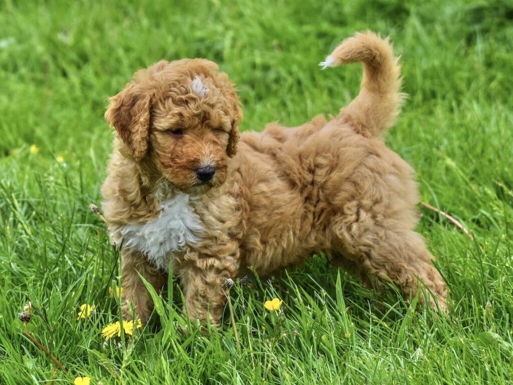 Introduction The Mini Goldendoodle Dog Breed
