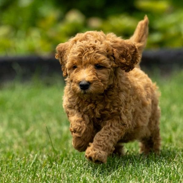 Caring for a Mini Goldendoodle