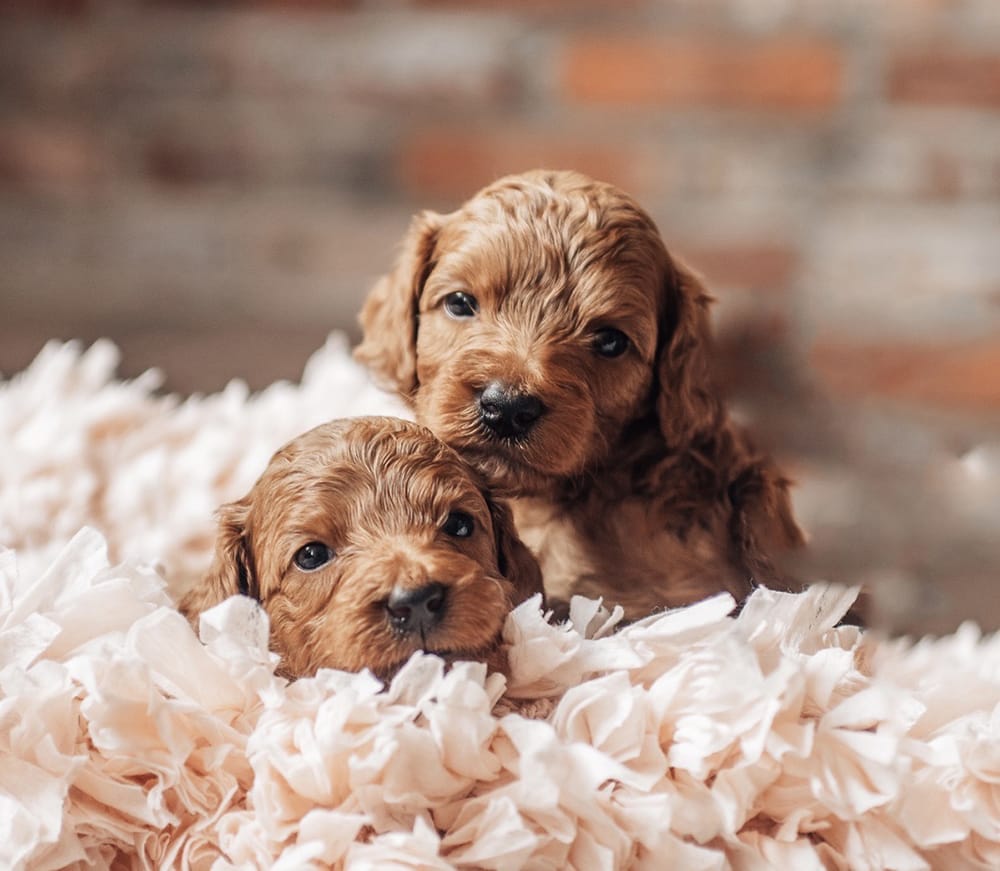Finding Your Mini Goldendoodle