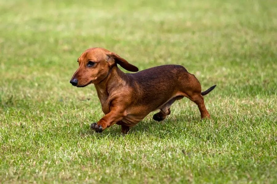 Introduction Miniature Dachshund Dog Breed