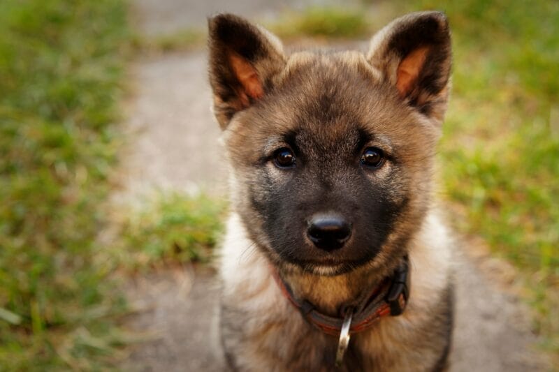 Before bringing home an adopted Elkhound: