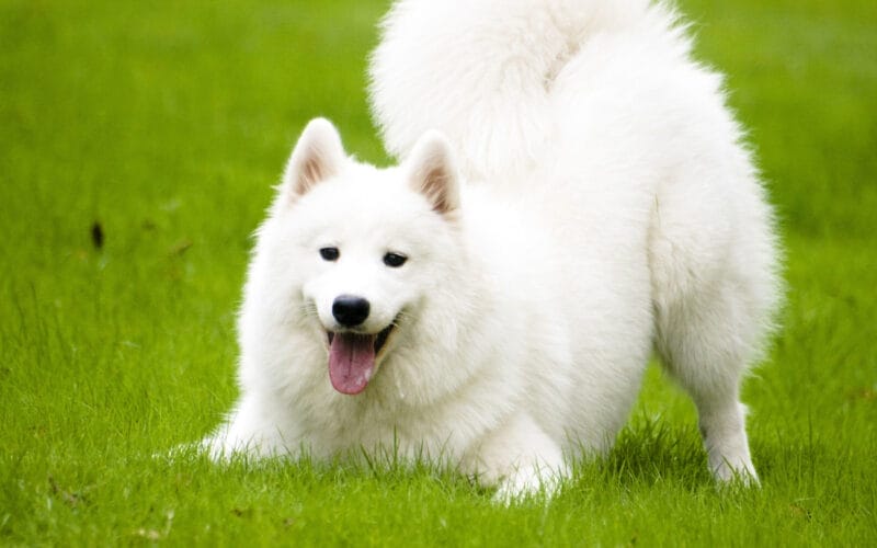 Caring for a Samoyed