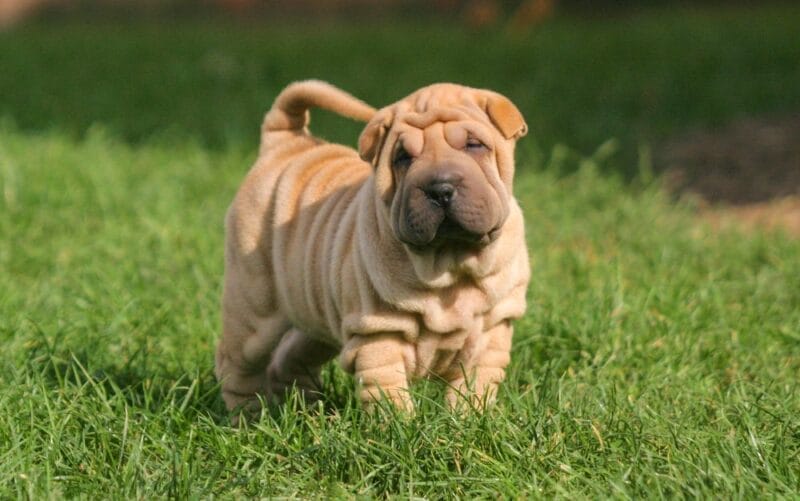 Introduction the Shar Pei Dog Breed