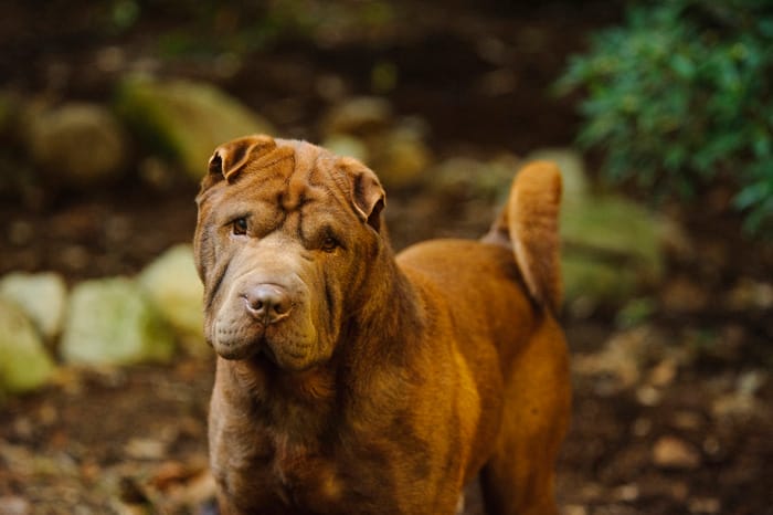 Caring for a Shar Pei