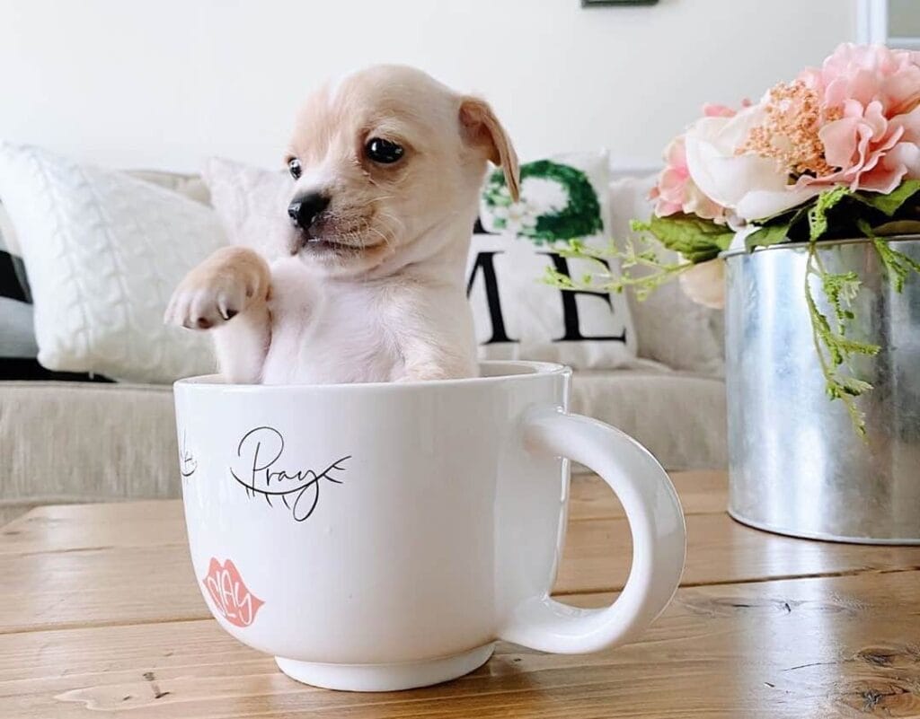 Introduction Teacup Chihuahuas Dog Breed