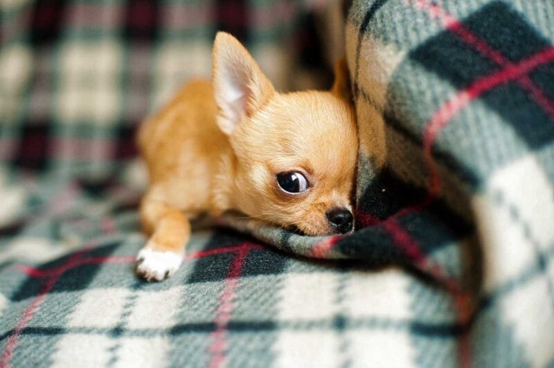 Care of a Teacup Chihuahua