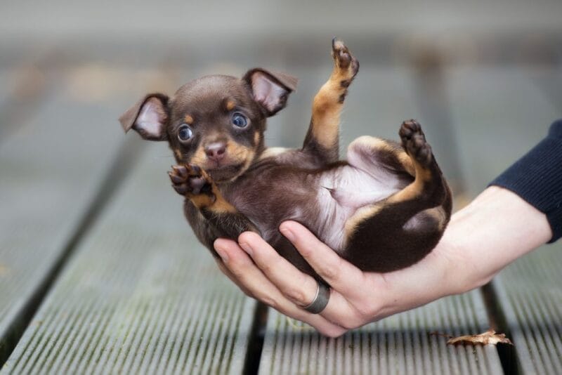 Adopting a Teacup Chihuahua
