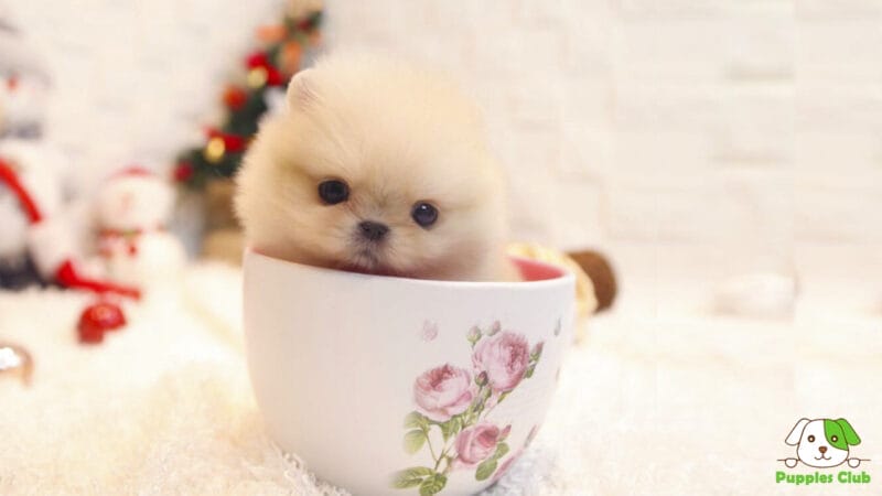 Care of the Teacup Pomeranian