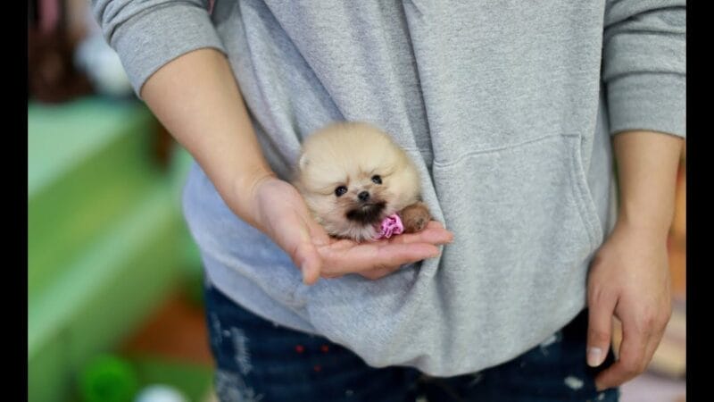 Adopting a Teacup Pomeranian